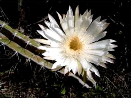 Attar Zafran Fragrances