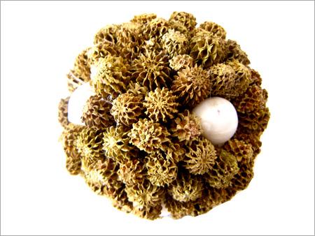 Casuarina Shell Ball