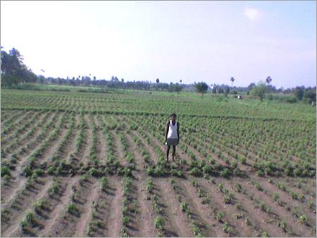Chemical for fields