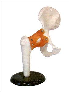 Shoulder Joint (XC-109)