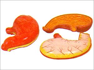 Stomach Model (XC-306)