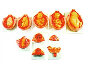 The Development Process Of Foetus (XC-414)