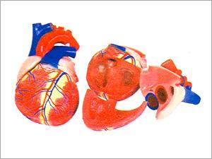 Jumbo Heart Model (XC-307)