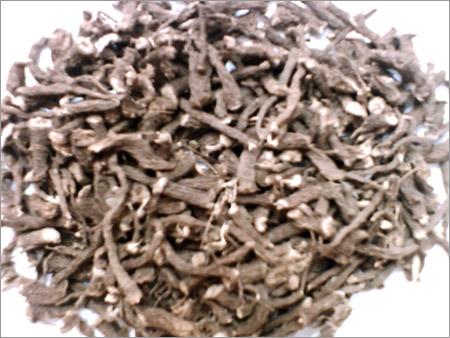 Coleus Forsk holii Dried Roots