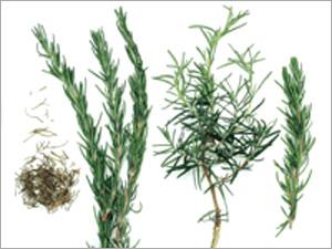 Herbs