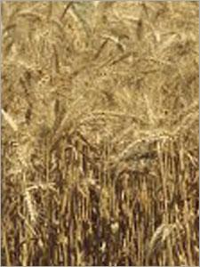 Wheat