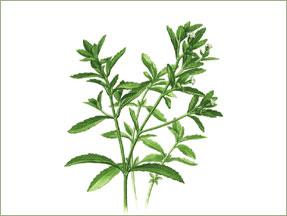 Stevia