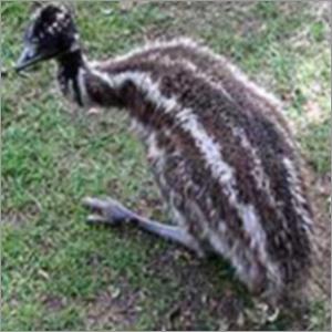 Baby EMU