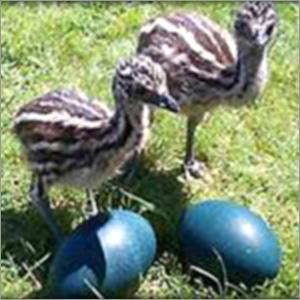 Baby EMU with Eggs
