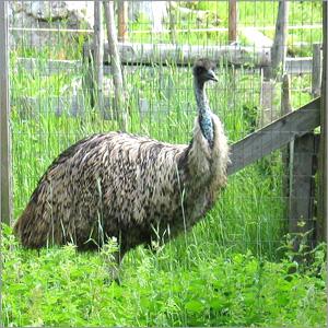 Emu