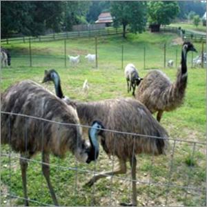 EMU Farm