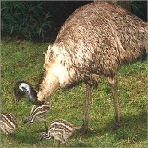 EMU With Chicks