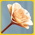 Dry Flowers