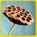 Dry Flowers - Dried Flower, 7cm Diameter, 15cm Height, Brown | Eco-Friendly, Elegant Aesthetic, Long-Lasting, Minimal Care, Unique Design, Versatile Decor