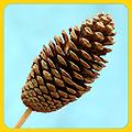 Dry Flowers - Pine Cone 10x5cm Brown | Eco-Friendly Long-Lasting Unique Design Natural Beauty Versatile Decor Bulk Pack 20g