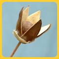 Dry Flowers - Dried Plant, 8cm Height, Brown Color | Eco-friendly, Long-lasting, Natural Beauty, Unique Style, Versatile Decor