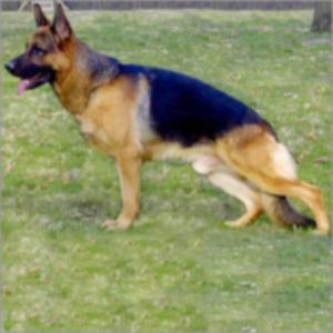 German Shepherd