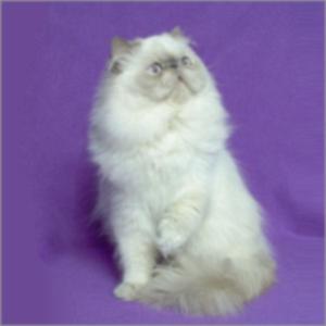 Persian Cat