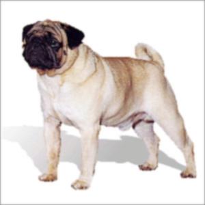 Pug