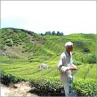 Tea Gardens