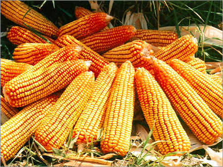 MAIZE