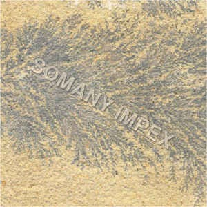 Fossils Sandstone