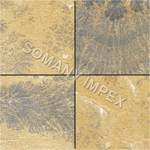 Fossils Sandstones
