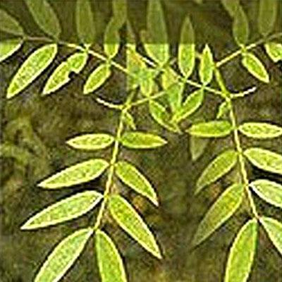 Senna Leaves - 2-4 Inches Lanceolate Green Leaves, Natural Laxative and Digestive Aid