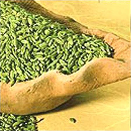 Fennel Seeds - Green Color, Variable Size | Aromatic, Digestive Aid, Culinary Uses, Natural Remedy, Versatile Spice