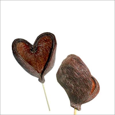 Badam Natur