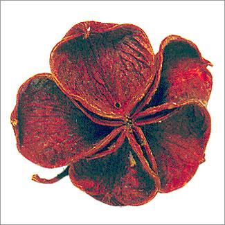 Land Lotus