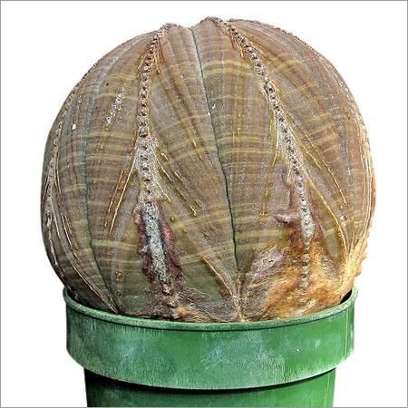 Cactus Ball