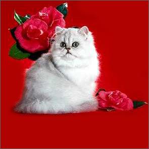 Persian