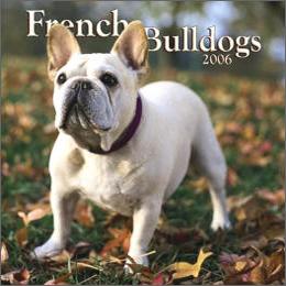 French Bull Dog