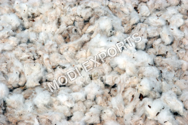 Indian Raw Cotton - 25-30mm Fiber Length Off-white Color | Bulk Supply High Quality Pure Cotton Soft Texture 99% Purity 8% Moisture