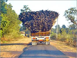 Transport Bamboo On Truck