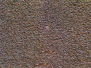 Aavalu/ Mustard Seed
