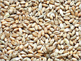 Wheat Grain