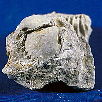 Lime Stone