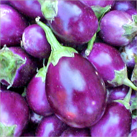 Brinjal