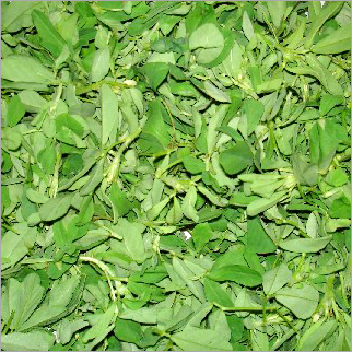 Fenugreek