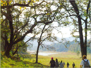 Wildlife Tour