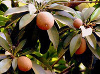 Fruit Plant Grower
