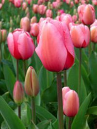 Bulbous Plant Grower