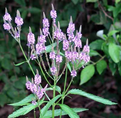 Flowering Plant Grower & Consultants