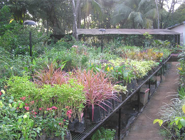 Ornamental Foliage & Indoor Plants