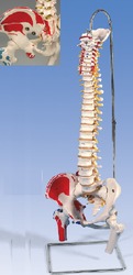 Life Size Vertebral With Pelvis And Femur Heads