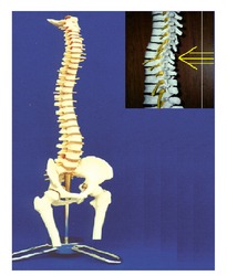 Life Size Vertebral With Pelvis And Femur Heads