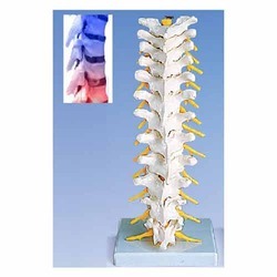 Lumbar Spinal Column ( BEP-133-1 )