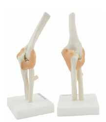 Life-Size Elbow Joint ( BEP-112 )